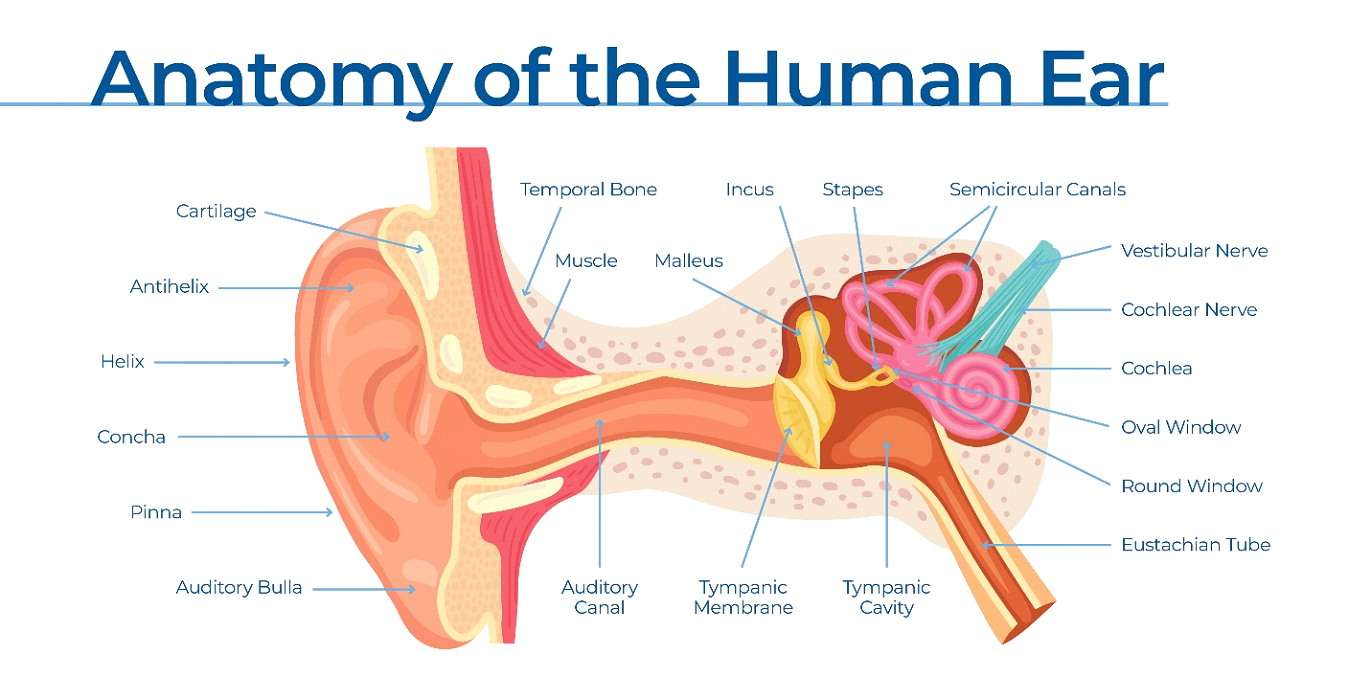 Anatomy of the Ear - Hearing Solutions
