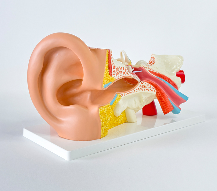 Conductive Hearing Loss