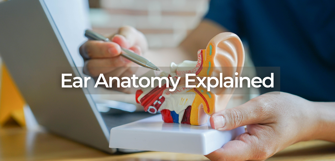 ear anatomy explained